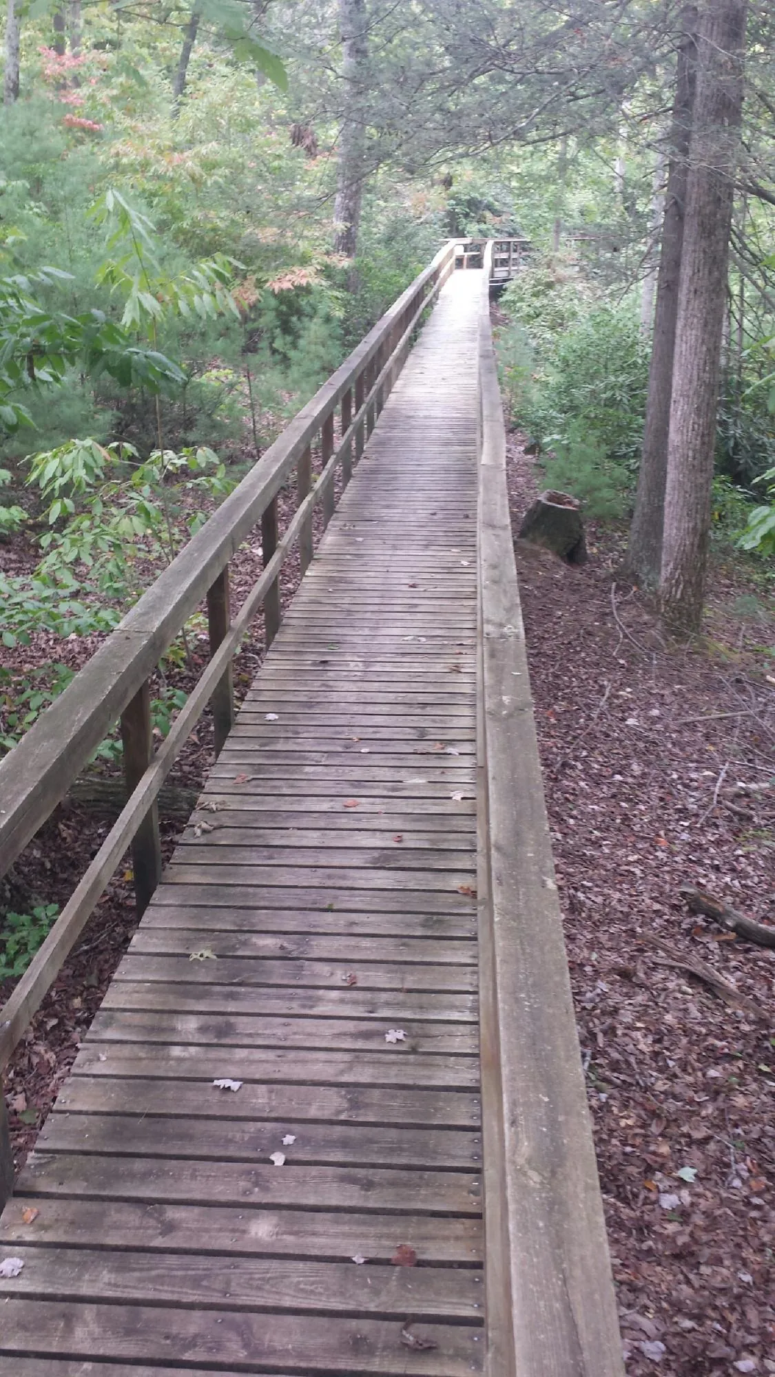 Long wood walkway with handrails built through the woods in Makoti